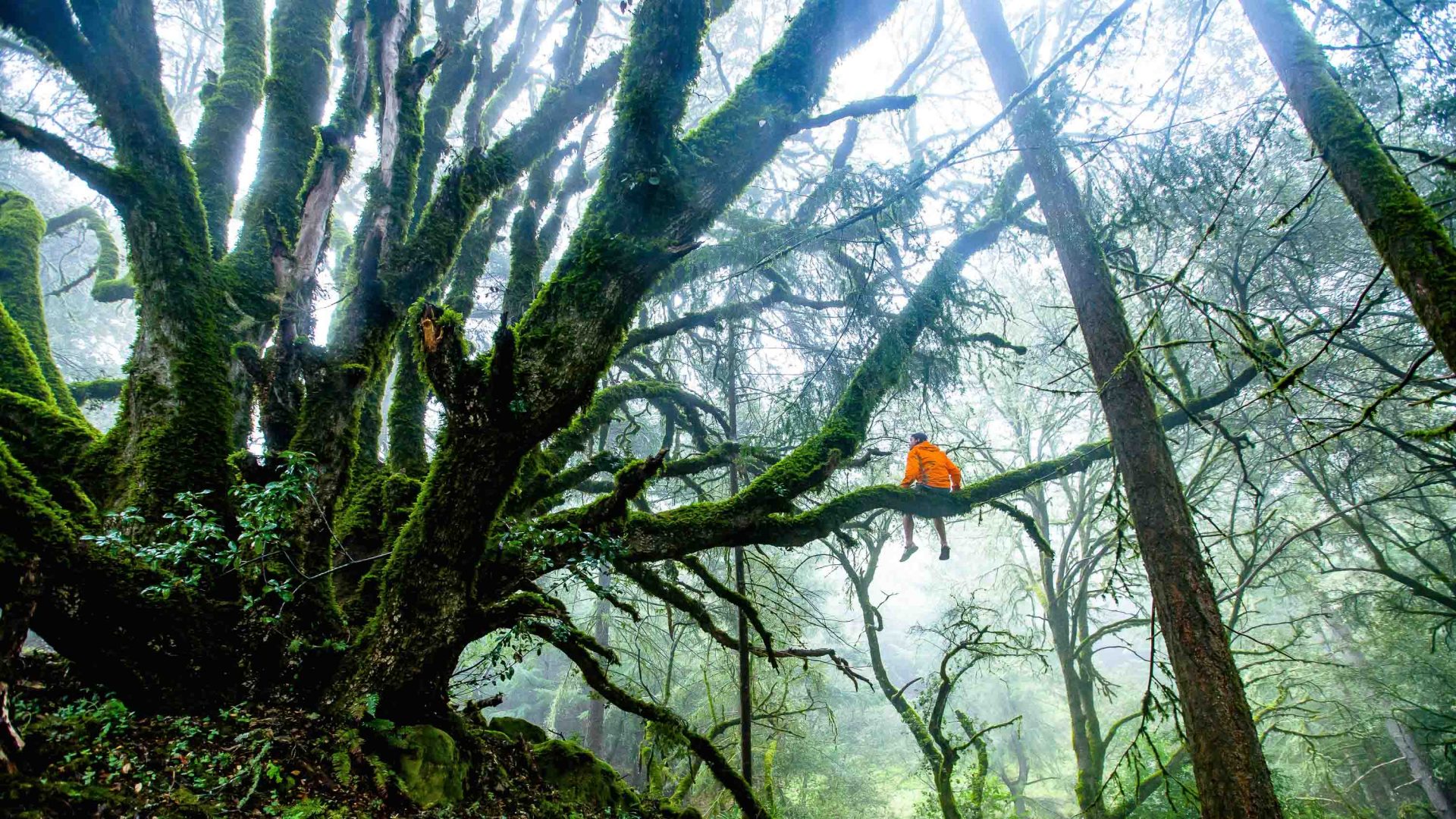 What on earth is forest bathing? (And where on earth did it come from?)
