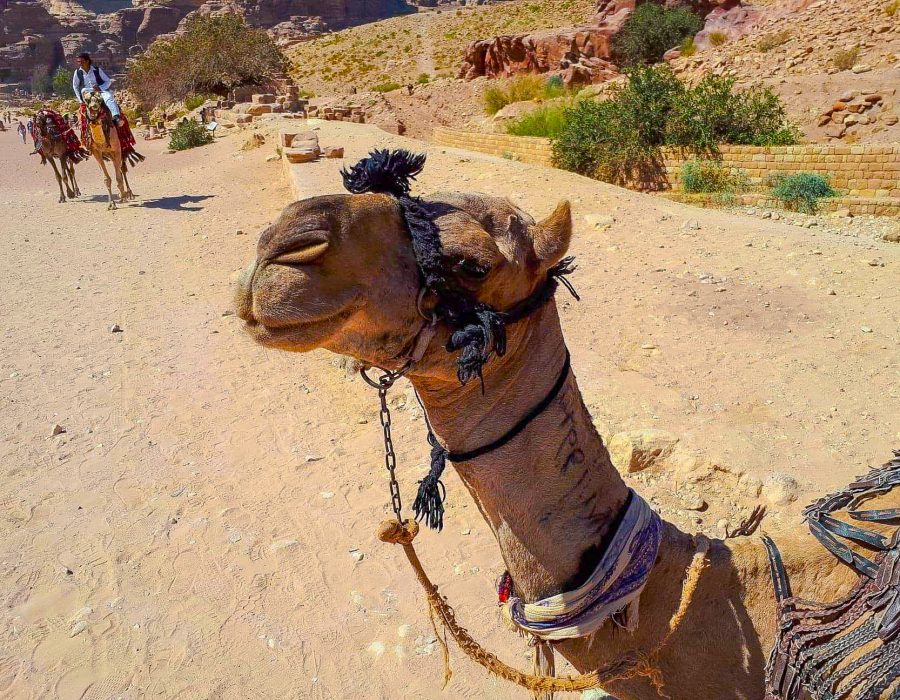 camel, petra, wadi musa, jordan, animal, camels, rose red city, animals, aoaoxymron, aoaoxymoron_ICan